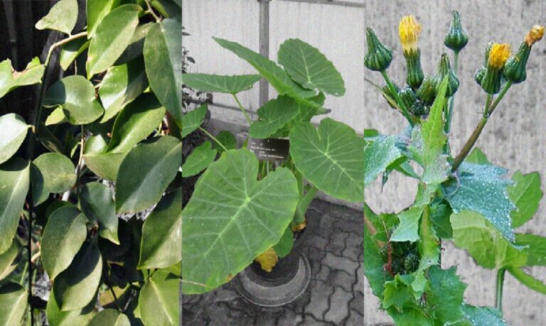 O ora-pro-nóbis, a taioba e a serralha apresentam valor nutricional comparável ou até superior ao de verduras tradicionais, como o espinafre