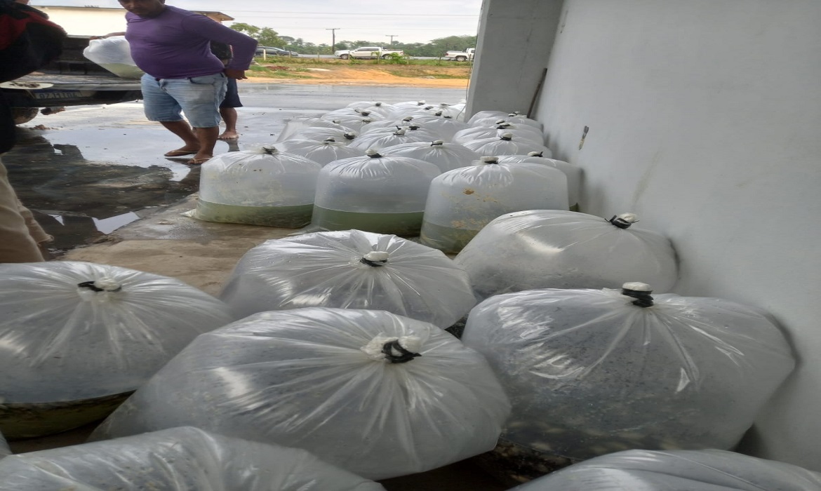 Alevinos são importantes na piscicultura e aquariofilia, e podem ser criados para produção de alimentos
