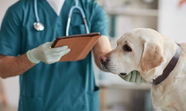 O Novembro Azul Pet, tem como objetivo alertar os tutores sobre a saúde dos animais de estimação