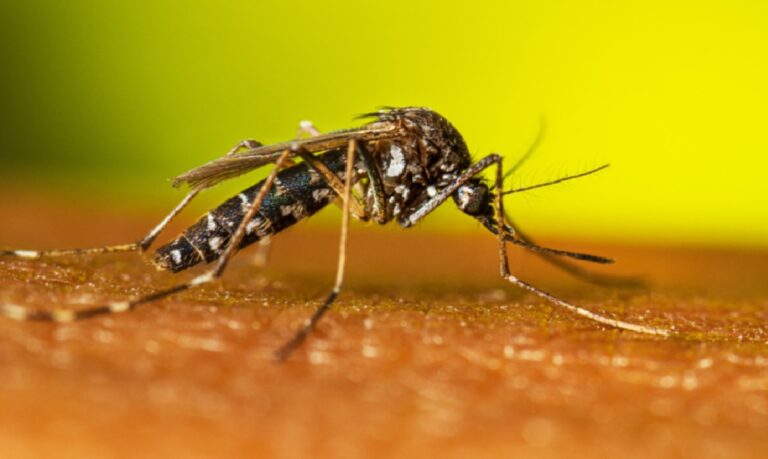 A influência crescente das mudanças climáticas indiretamente interfere na saúde pública, contribuindo para a proliferação de doenças como a dengue