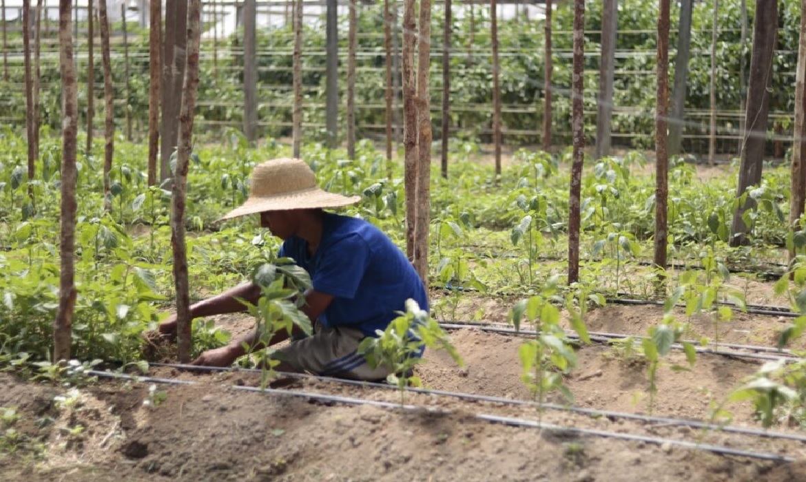 Alterações na legislação visam fortalecer a agricultura familiar