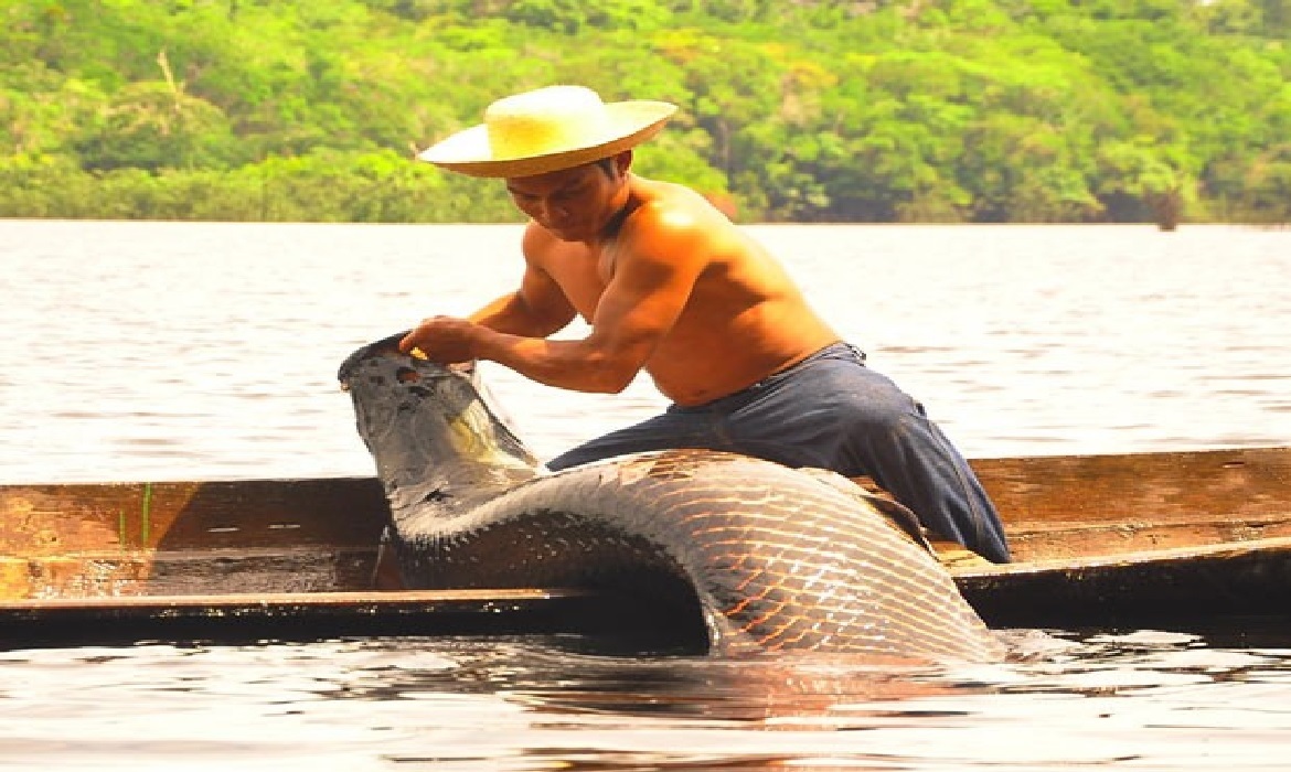 Conhecido como “gigante da Amazônia”, o pirarucu é um dos pescados mais consumidos pela população regional e dá base para receitas deliciosas