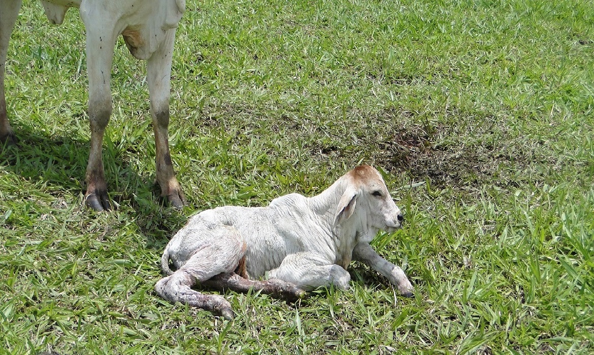 Como as tecnologias transformam a identificação e rastreamento na produção animal e em processos industriais.