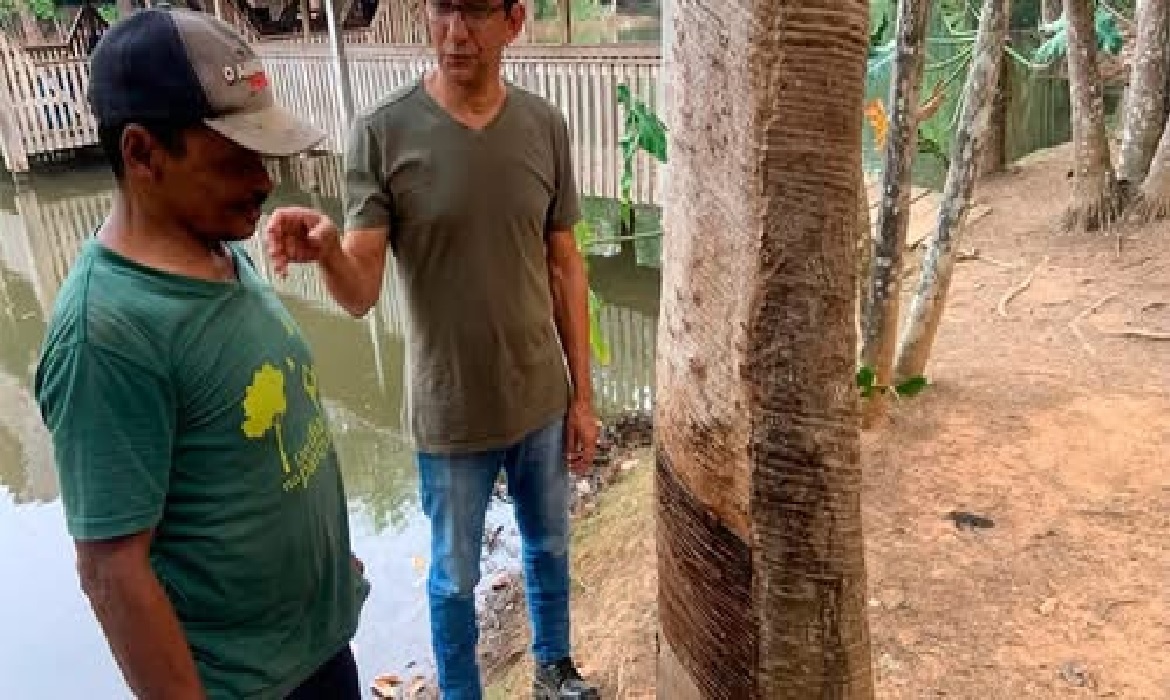 Coleta da castanha, porém, paga pouco, contribuindo para a adoção de práticas não sustentáveis, como a criação extensiva de gado.
