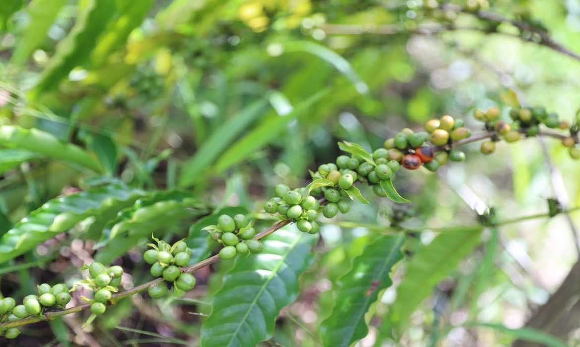 A produção de café Robusta Amazônico segue em plena ascensão no município.