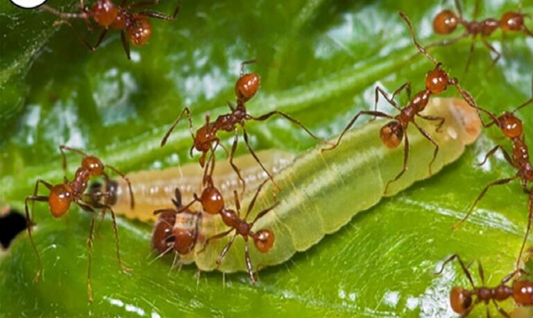 Estudo analisou hidrocarbonetos cuticulares de lagartas, formigas e plantas.
