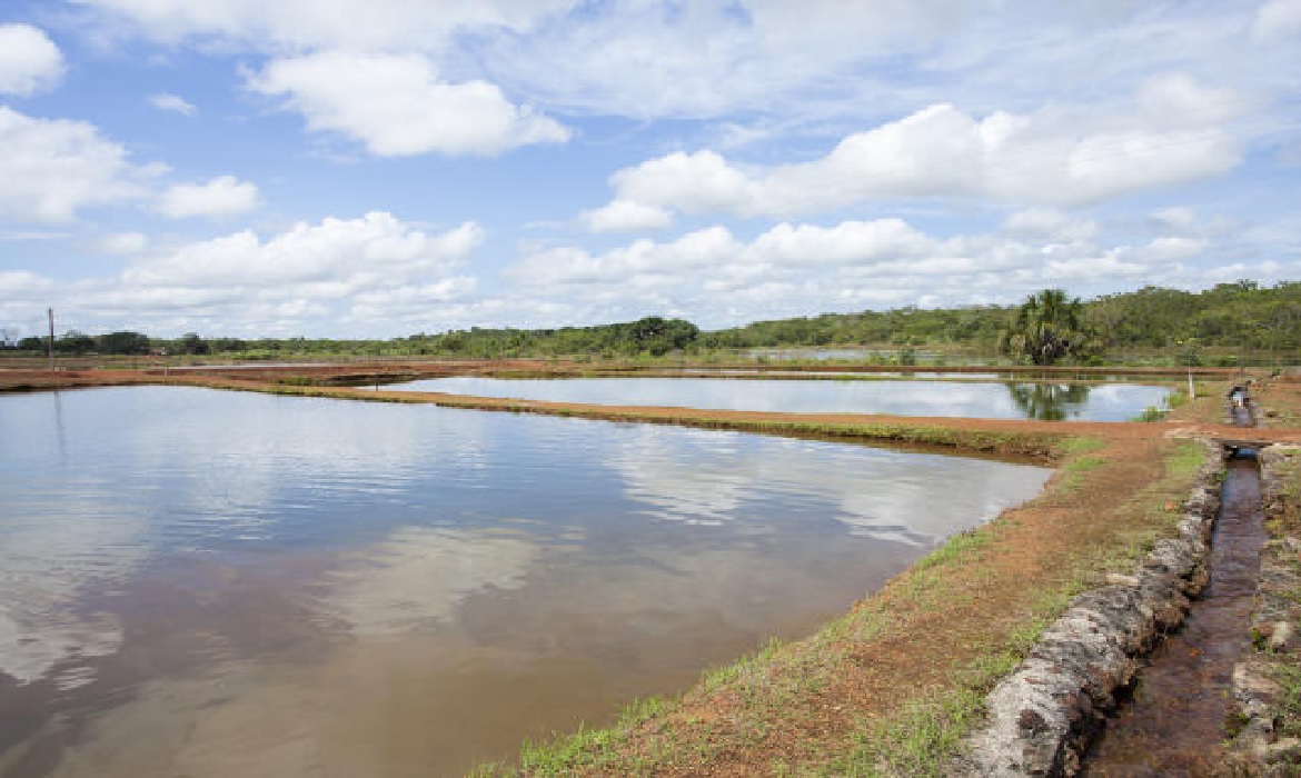 A aquicultura é um ramo da Zootecnia e pode ser praticada em fazendas, em viveiros ou tanques.