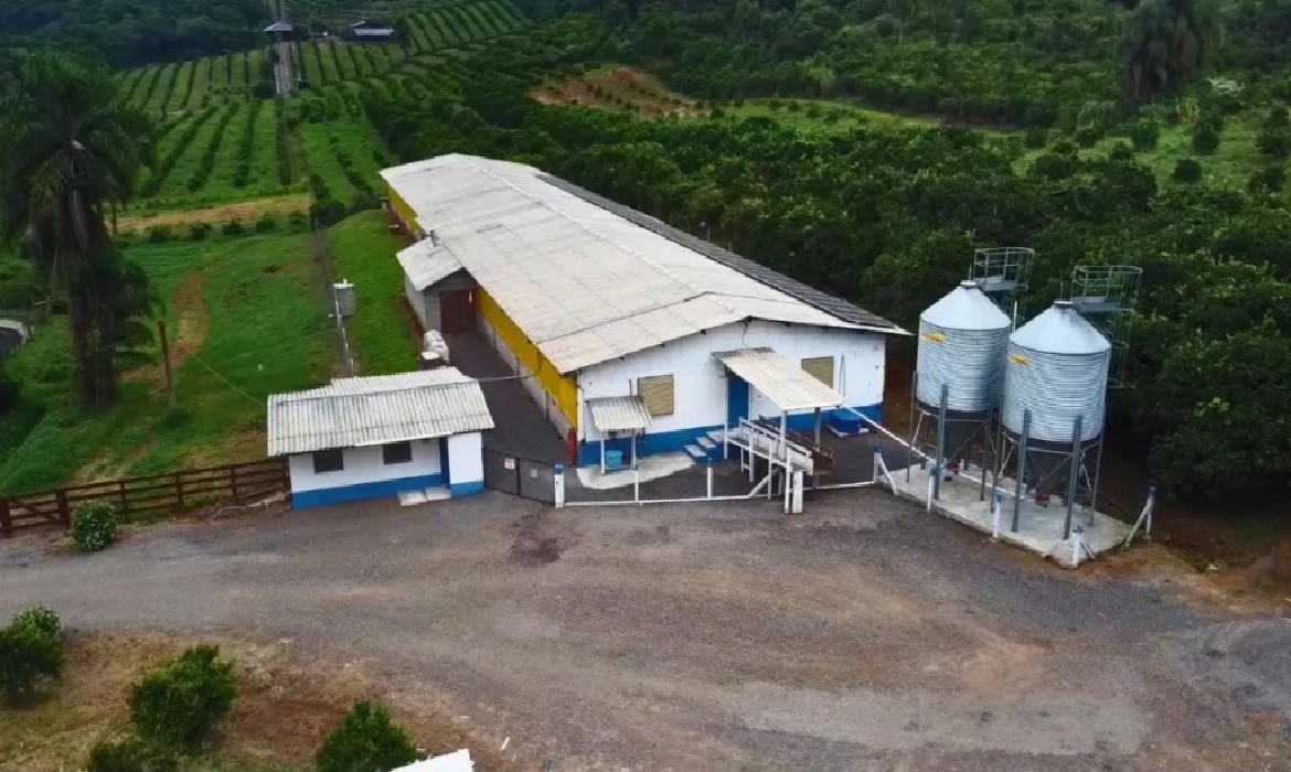 Para produzir ovos orgânicos, é necessário obter a certificação de produção orgânica.