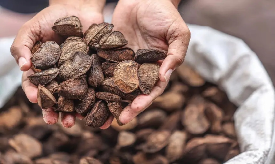 A bioeconomia na floresta pode contribuir para a evolução da região, gerar valor agregado para a economia regional.