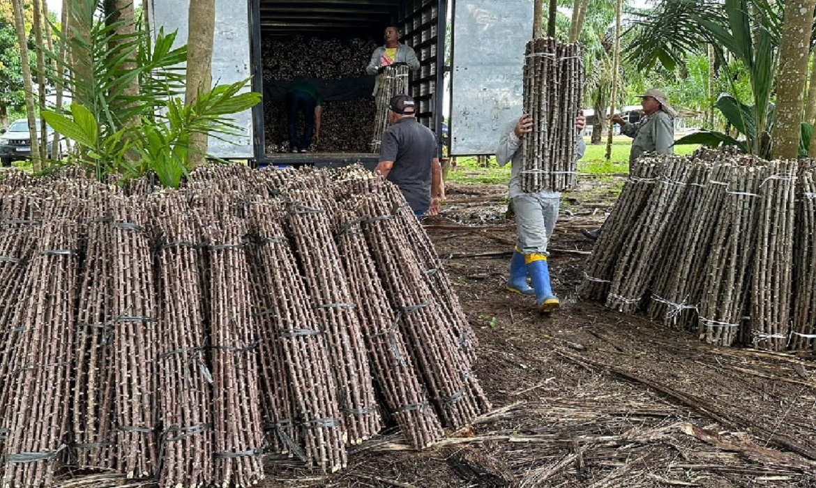 A partir da evolução da doença, pode ocorrer clorose, murcha e seca das folhas, morte apical e morte descendente das plantas. 