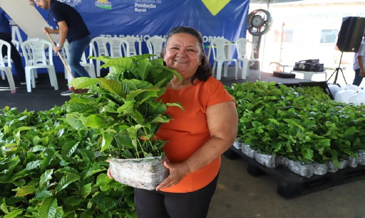 A cafeicultura no Amazonas é vista como uma alternativa sustentável e fonte de renda para agricultores familiares.
