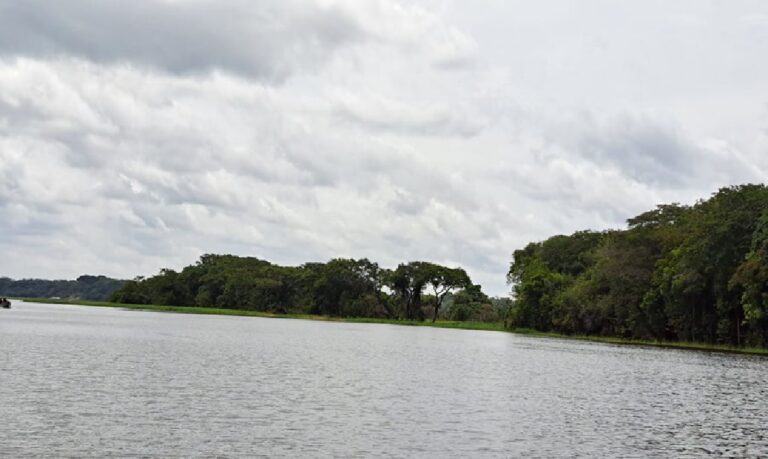 A murcha bacteriana é uma das maiores ameaças à produção de tomate na Amazônia e afeta também outras culturas.