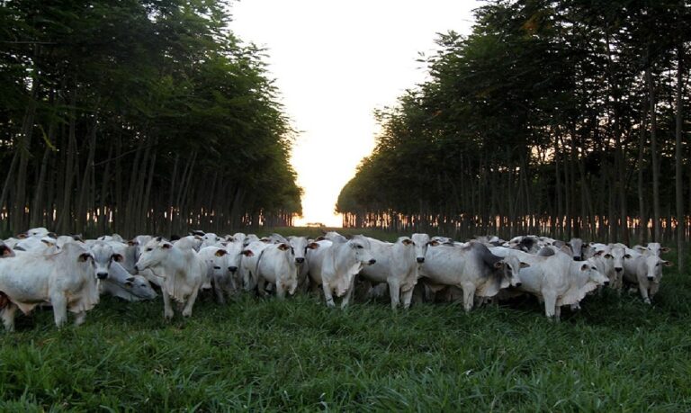 Iniciativa cujo objetivo é ampliar o conhecimento da sociedade sobre a questão climática e promover tecnologias.