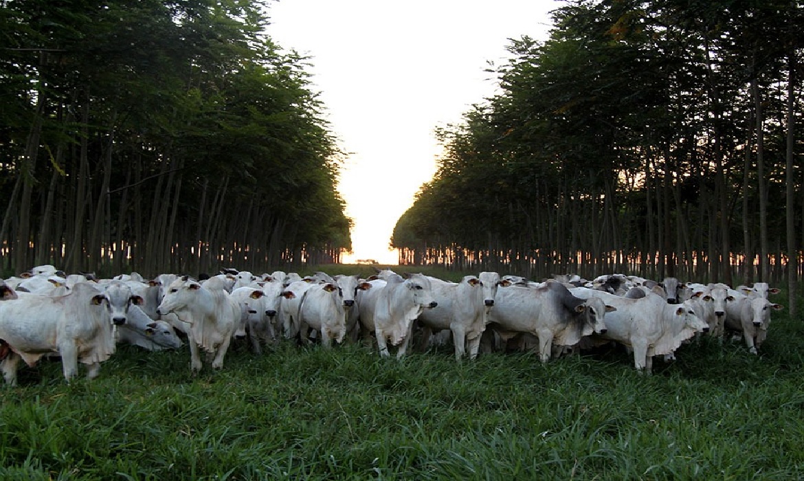 Iniciativa cujo objetivo é ampliar o conhecimento da sociedade sobre a questão climática e promover tecnologias.
