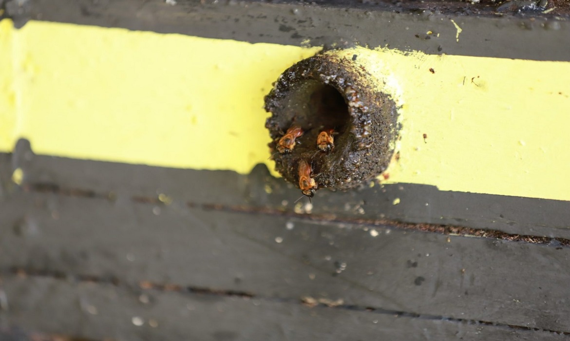 O alerta para o risco da aetinose é feito após a confirmação oficial da praga no Mato Grosso.