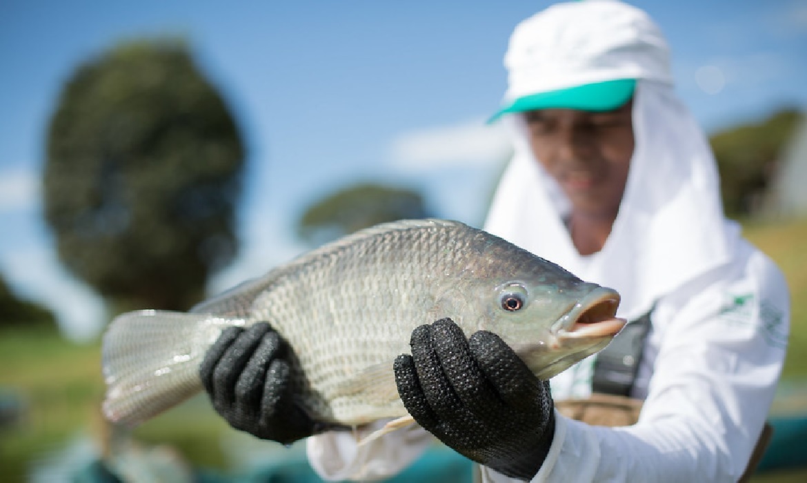 A tilápia é um peixe de água doce, originário da África e do Oriente Médio, sendo muito consumido no Brasil.