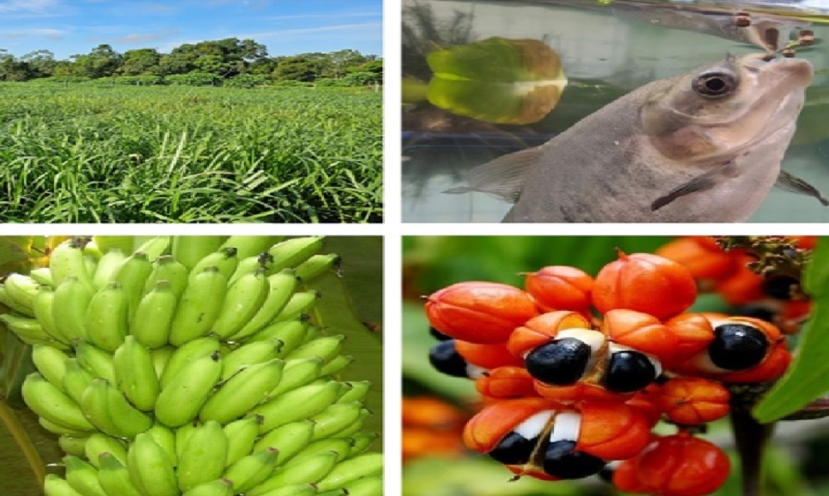 A aprovação desses projetos reforça a relevância da Embrapa Amazônia Ocidental como agente de pesquisa aplicada na Amazônia.