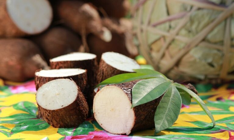 A mandiocultura pode ser rentável no Sudeste Paraense, tanto em sistemas de cultivo solteiros como em consórcio com outras culturas, como milho e feijão-caupi.