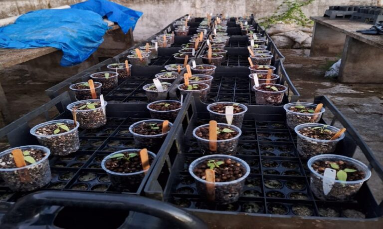 O foco do projeto é a sustentabilidade do sistema de produção de espécies ornamentais.