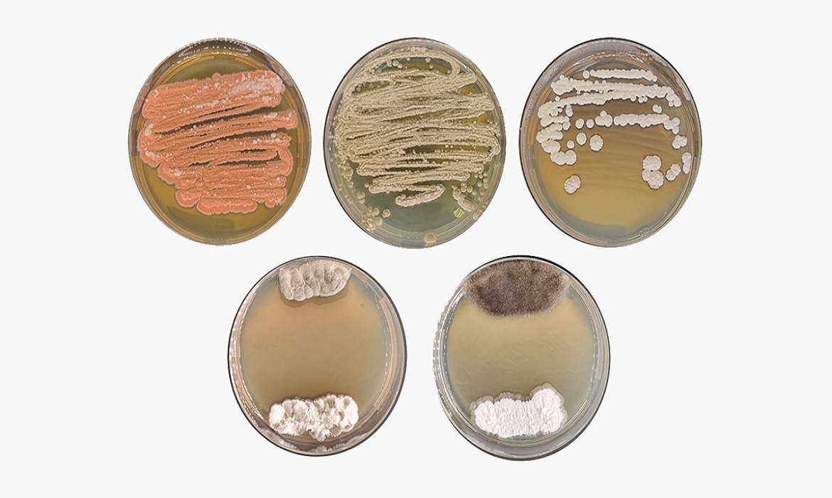 Actinobactérias são prolíficas produtoras de metabólitos especializados.