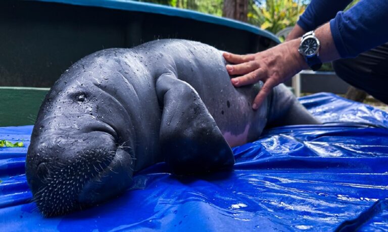 As principais causas dos resgates dos filhotes que chegam ao projeto Peixe-boi, executado pelo Inpa e pela Ampa com o apoio do Seaworld Fund, são a caça ilegal e o emalhe acidental.