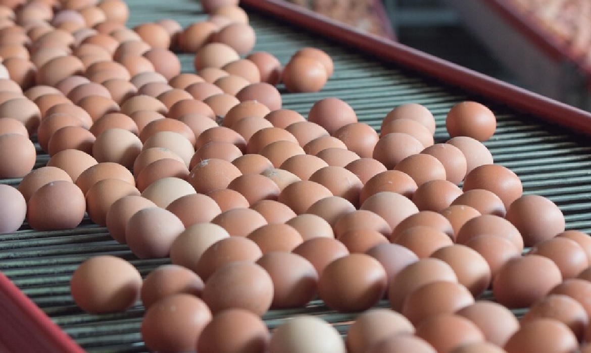 O Painel Perspectivas, desafios e inovação no mundo do ovo vai encerrar a programação técnica do evento na tarde do dia 3 de junho.