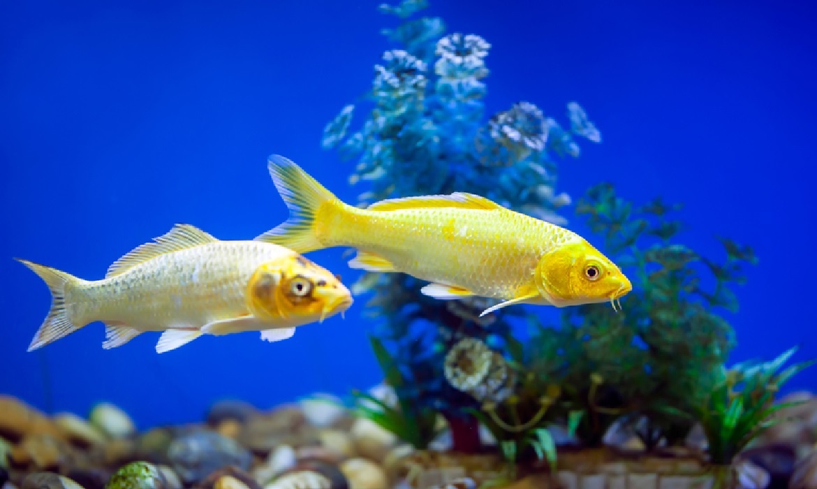 Reconhecido por abrigar uma das maiores biodiversidades de peixes ornamentais do mundo, o Brasil passa a contar com mais um destino estratégico para suas exportações, fortalecendo o comércio bilateral com o país vizinho.