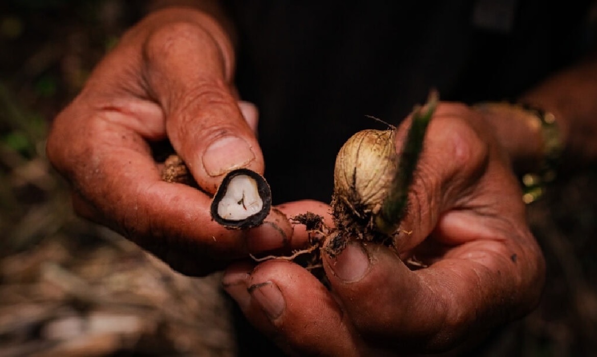 A nova metodologia trouxe mais agilidade, segurança e dignidade aos trabalhadores da floresta.