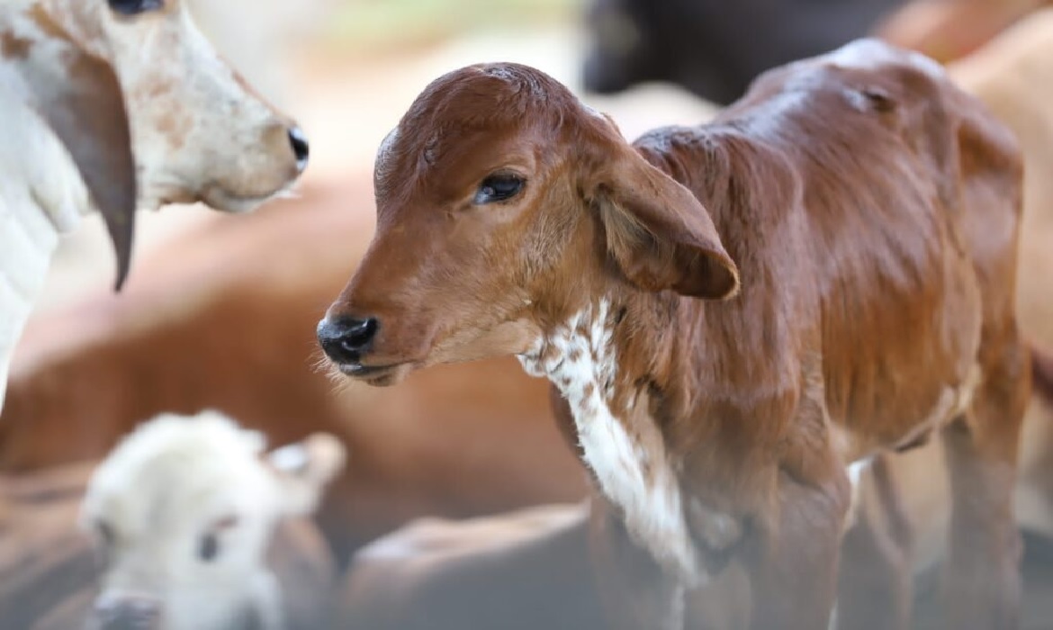 A Agência de Defesa Agropecuária e Florestal do Amazonas (Adaf) alerta os pecuaristas de que o prazo para vacinação contra a brucelose termina nesta segunda-feira.