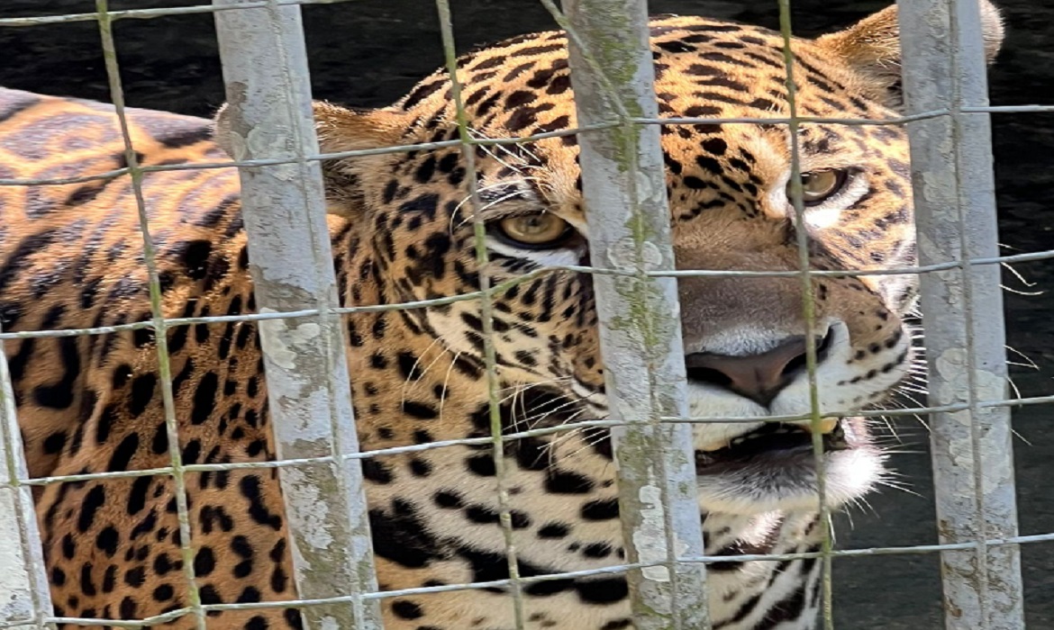 O evento ocorreu em um momento especial, durante a Semana do Meio Ambiente e do Guerreiro de Selva.