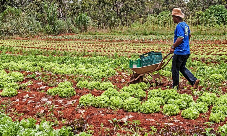 “Conexão Semear Digital” divulga, mensalmente e em formato digital, avanços e ações em tecnologia no campo.
