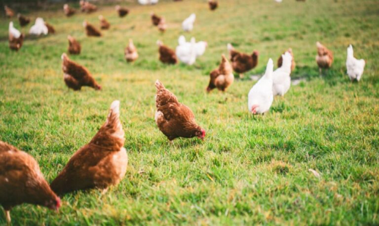 A obra aborda diferentes formas de pastejo e as espécies mais adequadas para atender às necessidades das aves e aos objetivos dos sistemas produtivos.