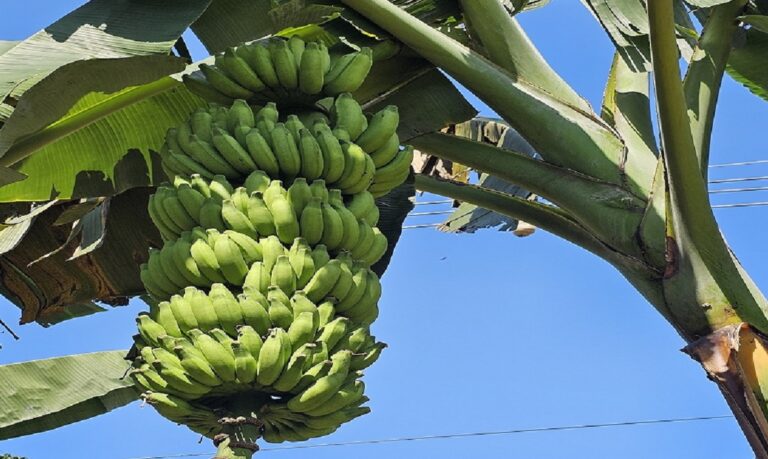 O curso sobre doenças da bananeira já atraiu 499 inscritos e conta com 150 concluintes, distribuídos por 17 estados brasileiros.