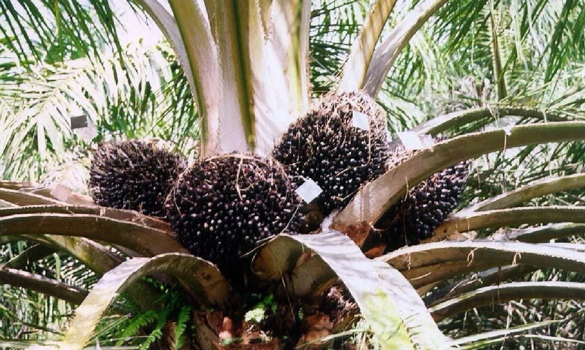 As cultivares estão disponíveis no Campo Experimental da Embrapa Amazônia Ocidental.