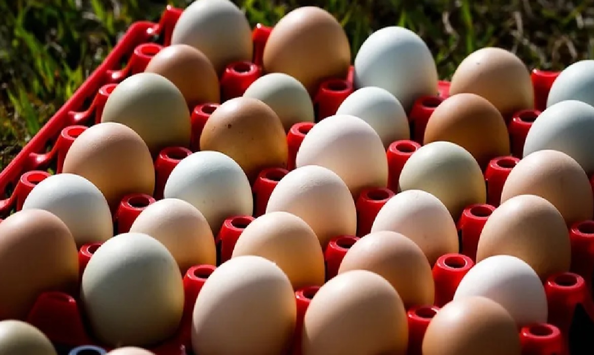Cresce a oferta de ovos diferenciados: orgânicos, caipiras, enriquecidos e pasteurizados.