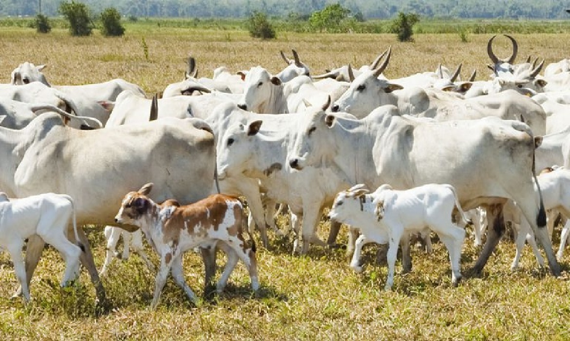 A produção de ovos de galinha avançou 4,0%, mantendo tendência de crescimento.