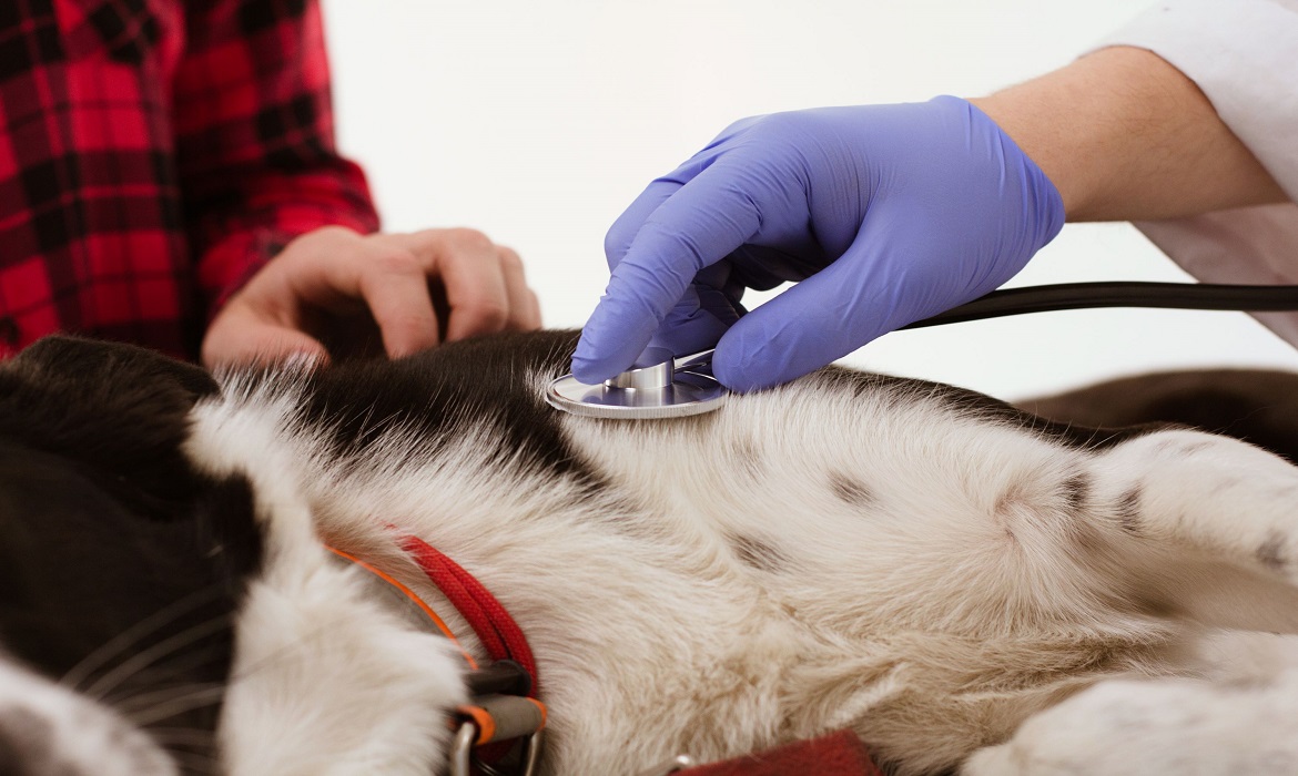 Cuidar da saúde dos pets vai muito além de oferecer alimentação adequada e conforto.