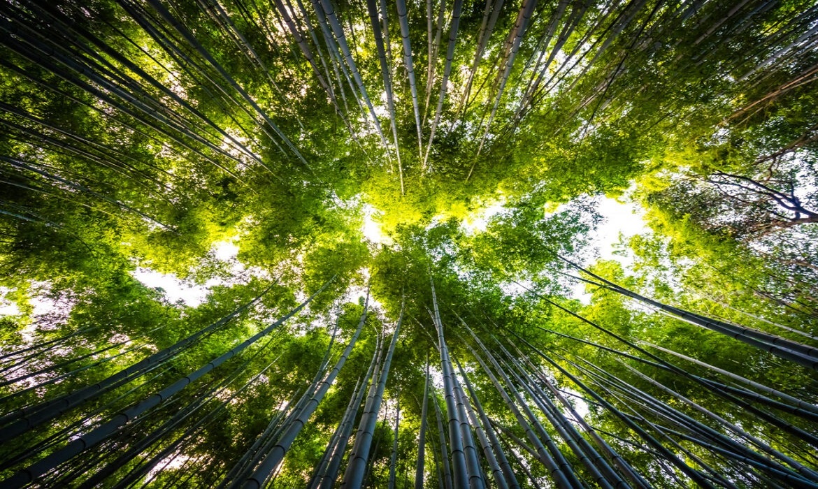 A plataforma conecta negócios de impacto a investimentos e parcerias estratégicas.