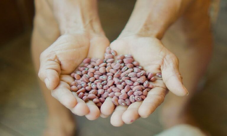 As duas variedades de feijão com maior índice proteico são cultivadas por agricultores familiares que ainda utilizam sistemas agrícolas tradicionais.