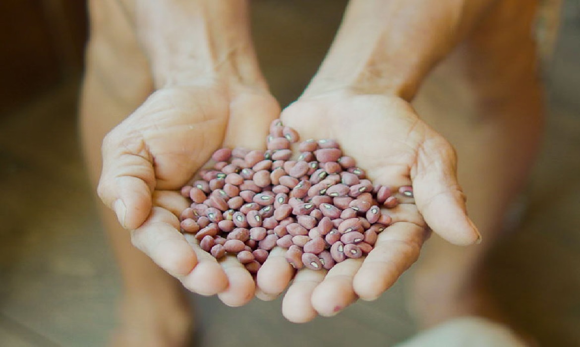 As duas variedades de feijão com maior índice proteico são cultivadas por agricultores familiares que ainda utilizam sistemas agrícolas tradicionais.