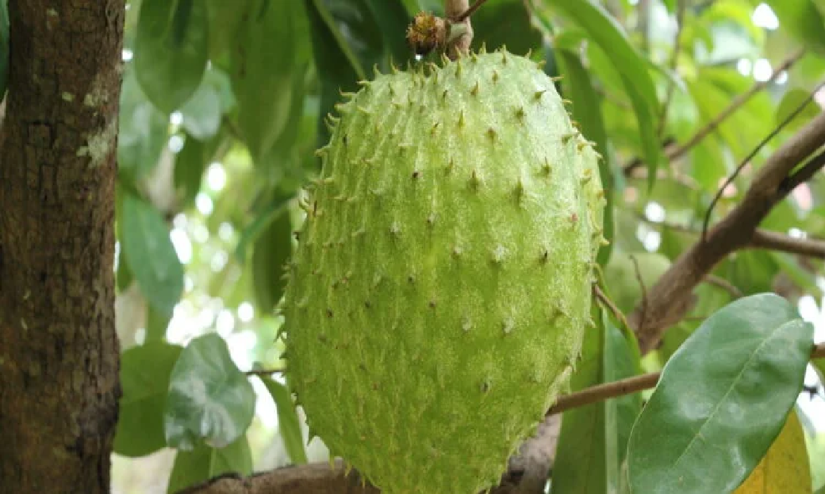 Além do efeito sobre células tumorais, a fruta é pesquisada por seus potenciais benefícios terapêuticos.