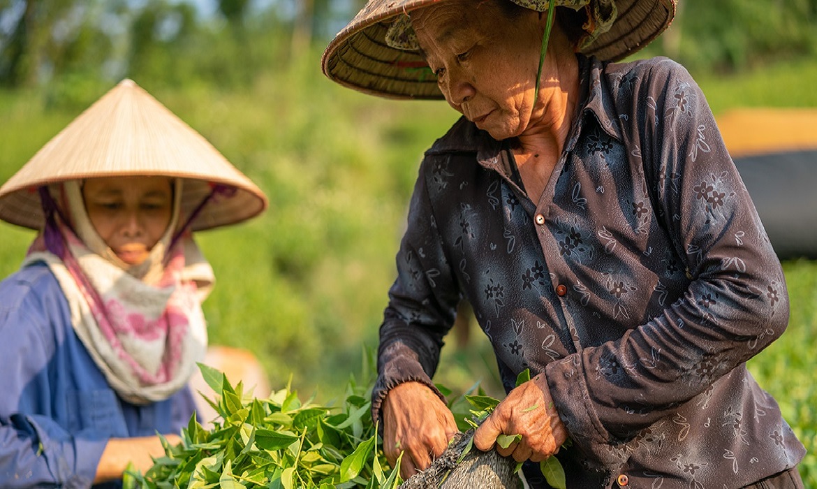 Um estudo revela as trajetórias inspiradoras de mulheres japonesas, hoje com idades entre 76 e 89 anos, que deixaram o Japão no pós-guerra e atravessaram o oceano para reconstruir a vida em Tomé-Açu, no Pará.