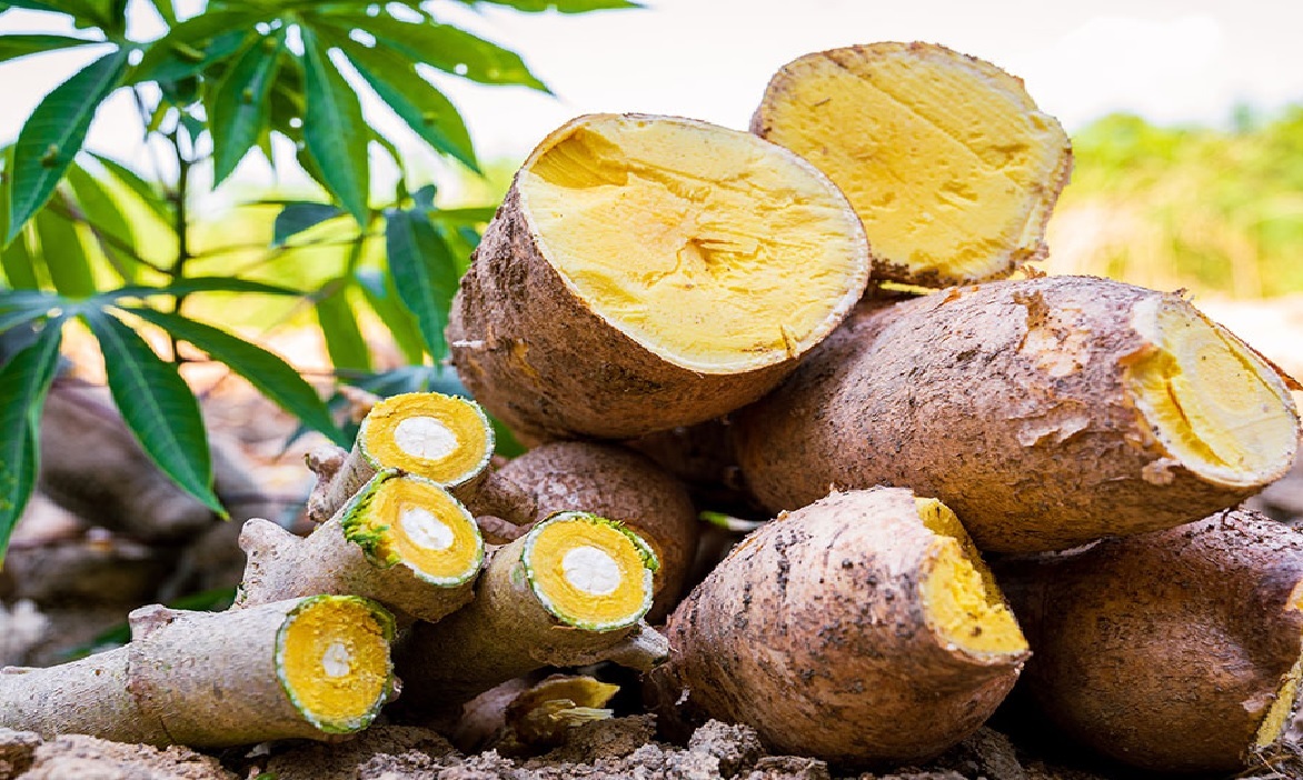 Tradicionalmente, o consumo de mandioca de polpa amarela é um hábito marcante na culinária amazonense, e a BRS Jacundá chega para unir produtividade e sabor regional.
