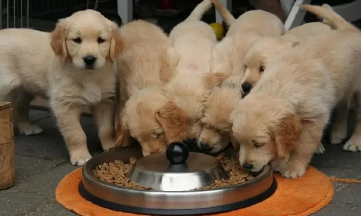 Os tutores na atualidade estão mais conscientes que a boa alimentação de seus pets os mantém mais saudáveis.