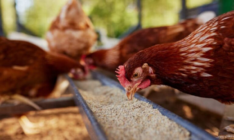 Mas, para garantir competitividade e inovação, é preciso avançar na conectividade rural — atualmente, apenas 27% das propriedades contam com acesso digital de qualidade, segundo dados do IBGE.