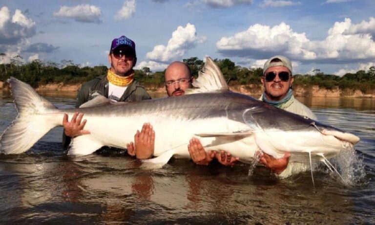 Pesquisadores revelam como a piraíba evoluiu até se tornar um dos maiores peixes da Amazônia, símbolo de força e resistência nos rios da região.