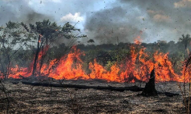 O avanço das queimadas reforça a urgência de políticas ambientais eficazes e coloca o Brasil sob os holofotes internacionais na pauta climática.