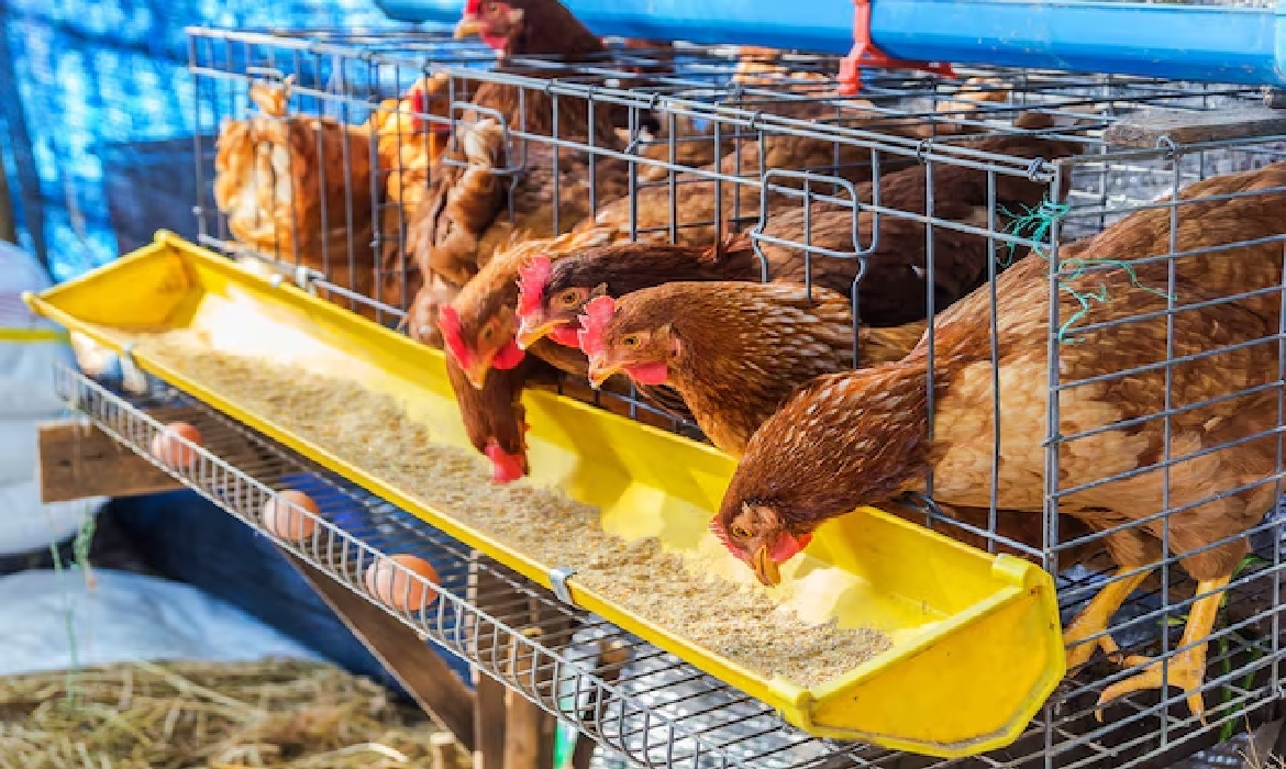 O controle de qualidade em fábricas de ração é um dos pilares para garantir bons resultados na produção animal. A qualidade do alimento oferecido ao rebanho pode determinar o sucesso — ou o prejuízo — do produtor.