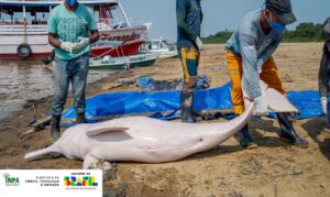 Pesquisadores apontam relação entre mudanças climáticas, seca severa e mortandade de botos e peixes.
