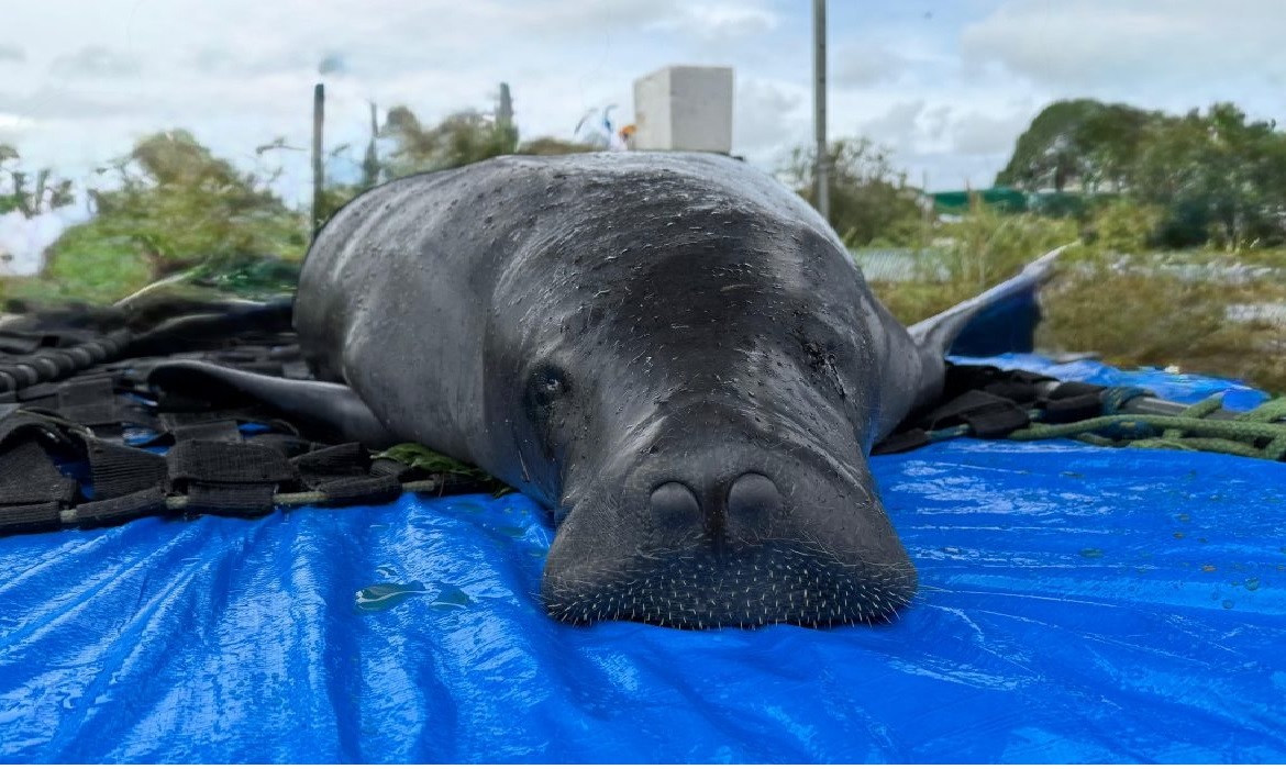 A ação faz parte do trabalho do Projeto Peixe-boi do Inpa, que atua na reabilitação de filhotes resgatados.